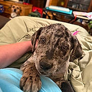 Hank joined the competition — help win amazing prizes! puppy, dog, merle, blanket, hand, indoor, pet, cute, animal, cozy, furniture, background_dog, living_room, carpet, couch, relaxing, young_dog, brown, black, eyes