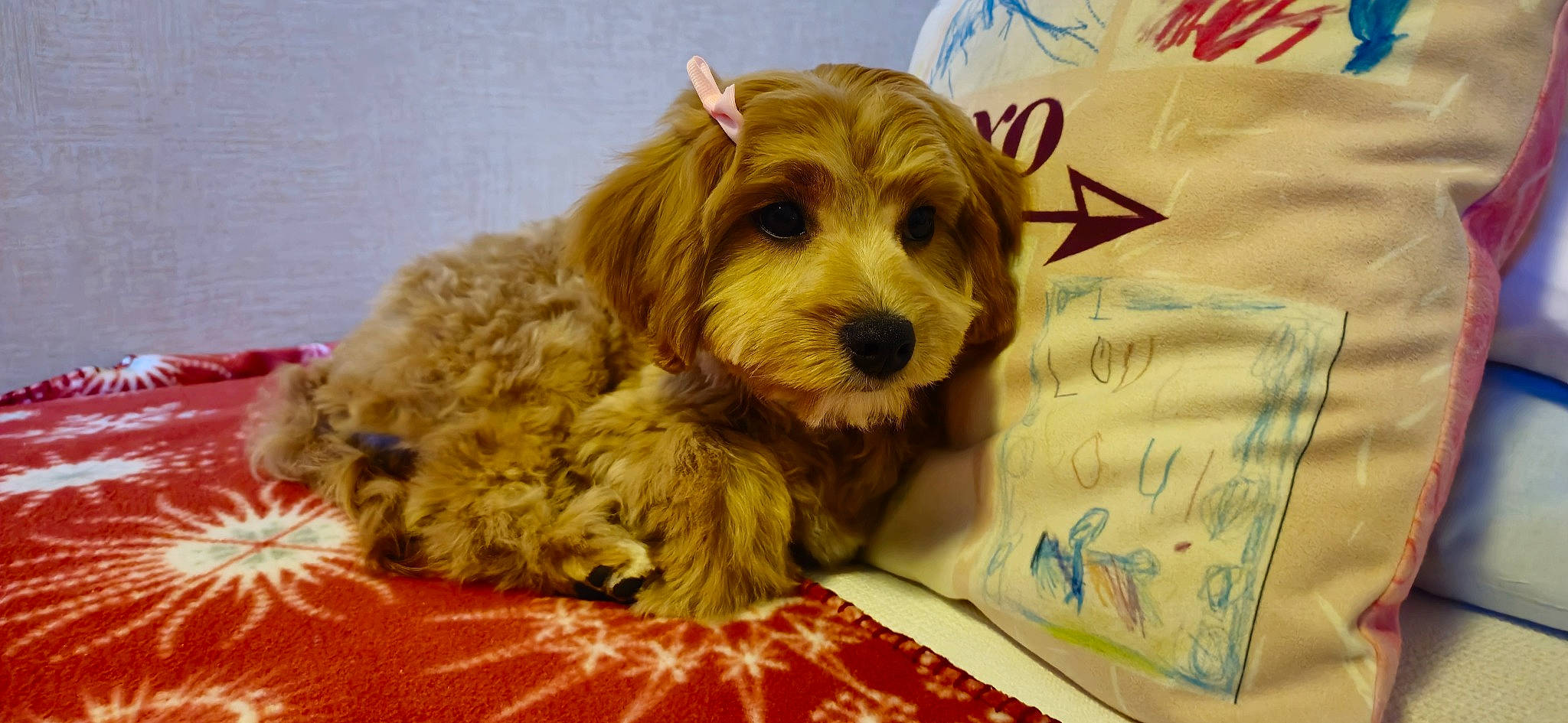 Eva is registered to the contest to win money with this photo: biewer_terrier, canidae, carnivore, companion_dog, dog, dog_breed, dog_supply, fur, handwriting, liver, maltepoo, non_sporting_group, small_terrier, snout, sporting_group, terrestrial_animal, terrier, toy_dog, working_animal, yorkipoo