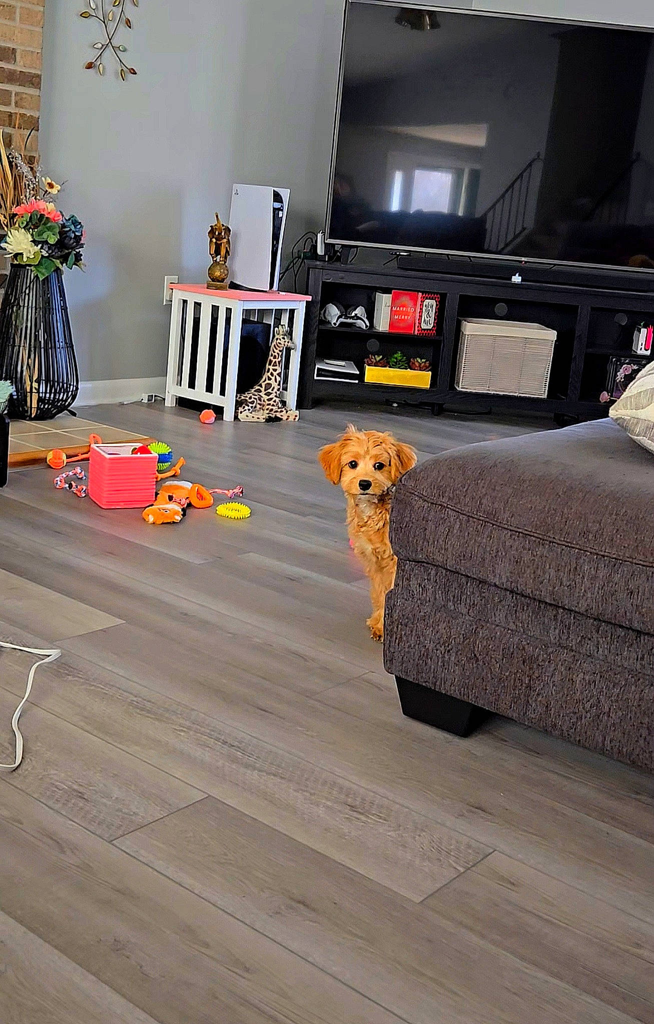 Eva joined the competition — help win amazing prizes! audio_equipment, carpet, comfort, companion_dog, couch, dog, dog_breed, event, floor, flooring, grey, hardwood, laminate_flooring, living_room, room, television, television_set, toy, wood, wood_flooring