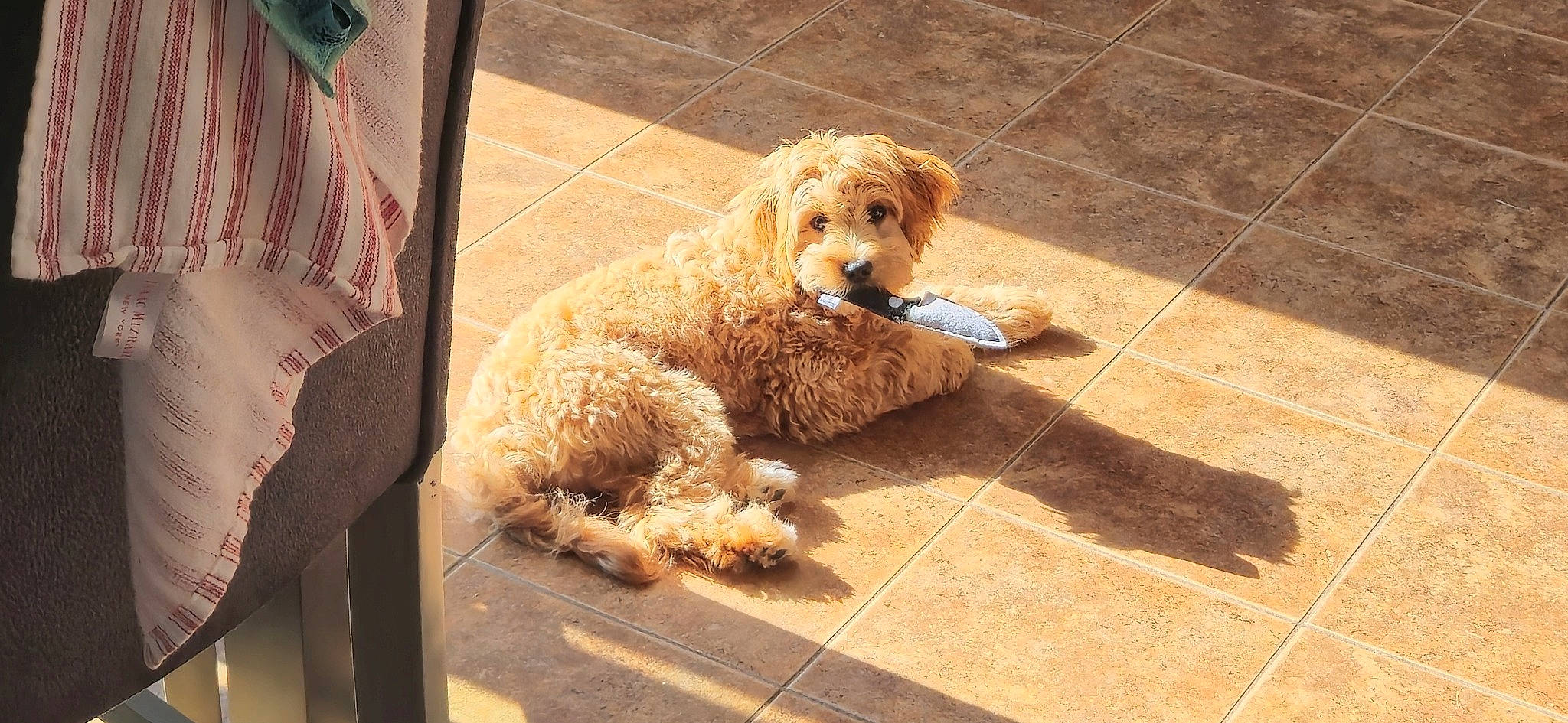 Eva is registered to the contest to win money with this photo: canidae, carnivore, companion_dog, dog, dog_breed, dog_collar, fawn, flooring, fur, pet_supply, poodle, road_surface, snout, sporting_group, terrier, tile_flooring, toy_dog, water_dog, working_animal, yorkipoo