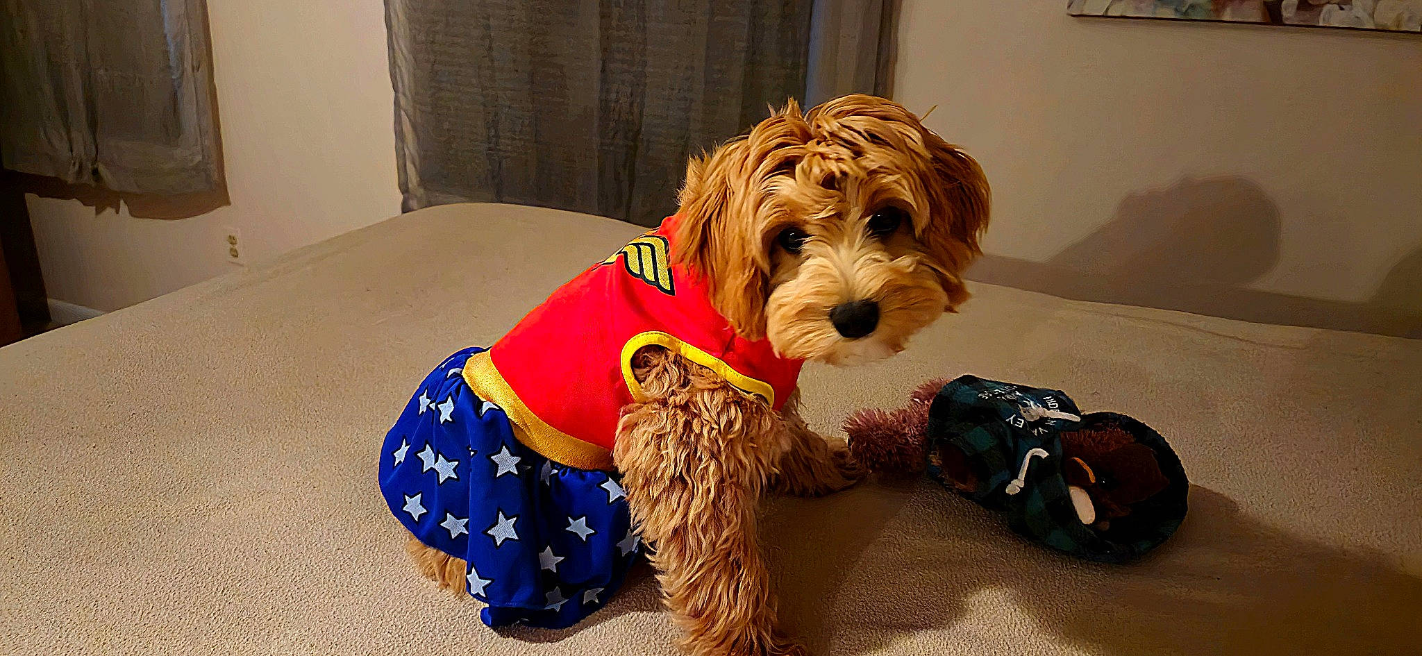 Eva is registered to the contest to win money with this photo: carnivore, companion_dog, dog, dog_breed, dog_clothes, dog_collar, dog_supply, fawn, flooring, fur, liver, mammal, pet_supply, small_terrier, sporting_group, terrier, toy_dog, water_dog, wood, working_animal