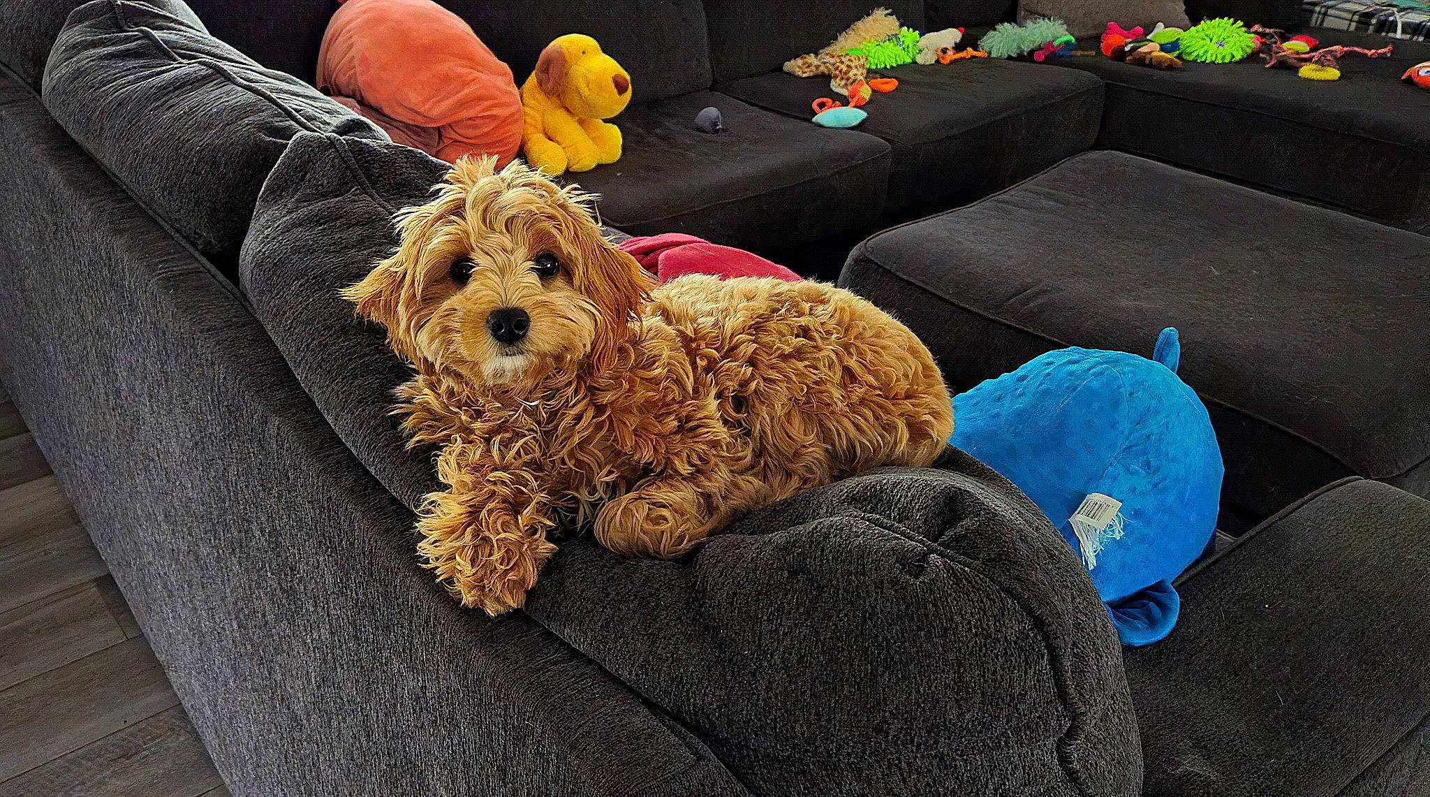 Eva is registered to the contest to win money with this photo: canidae, carnivore, comfort, companion_dog, couch, dog, dog_breed, dog_clothes, dog_supply, fur, plush, poodle, sofa_bed, sporting_group, stuffed_toy, terrier, toy, toy_dog, water_dog, working_animal