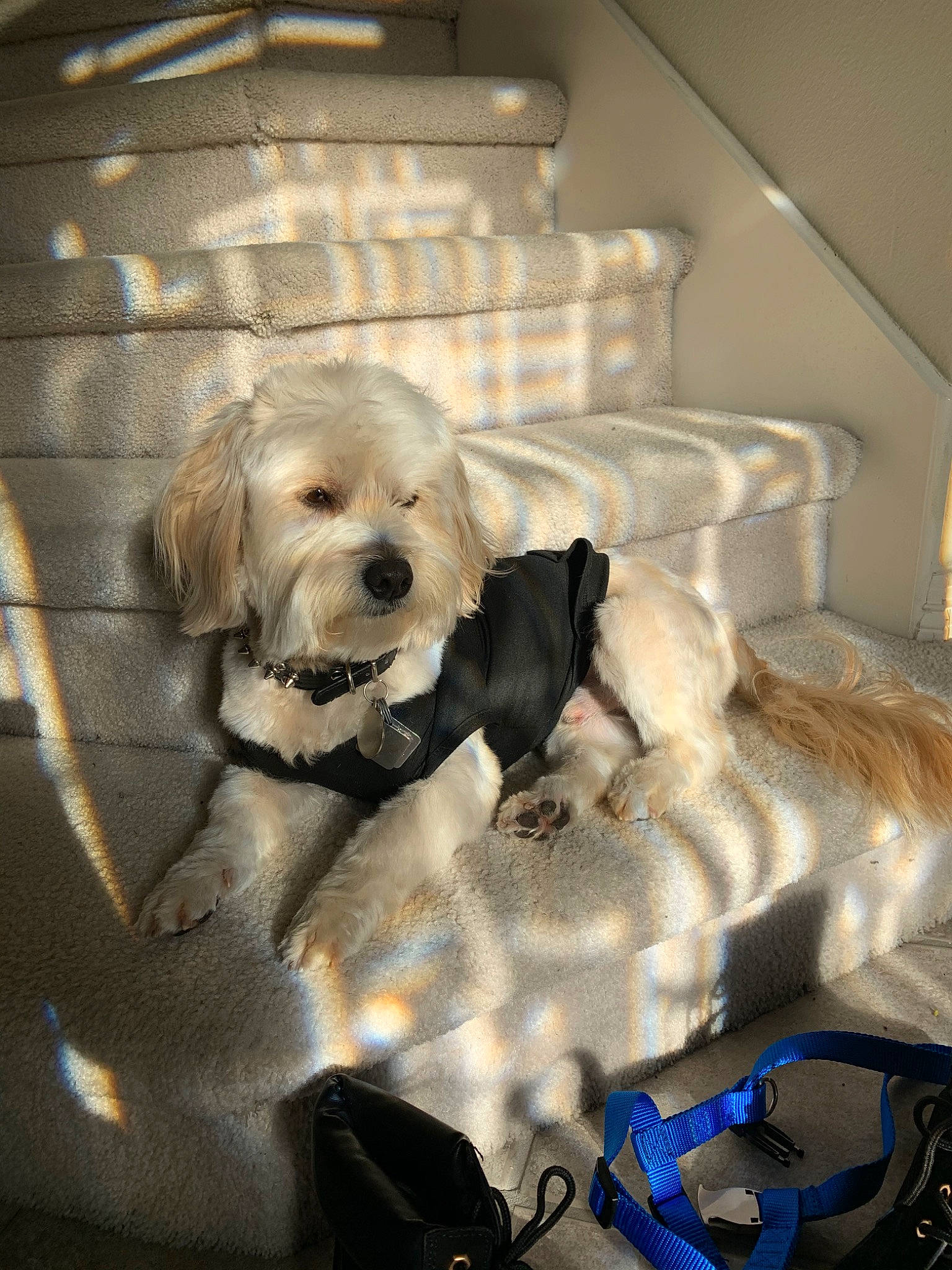 Rebel is registered to the contest to win money with this photo: canidae, carnivore, cavachon, cockapoo, companion_dog, dog, dog_breed, havanese, lhasa_apso, maltese, morkie, non_sporting_group, puppy, rare_breed_dog, schnoodle, shih_tzu, snout, sporting_group, tibetan_terrier, toy_dog