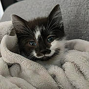 Amann a rejoint le concours — aidez-le/la à gagner de superbes lots ! animal, black_and_white, blanket, cat, comfort, couch, cozy, cute, eyes, feline, fur, indoor, kitten, nap, pet, relaxing, resting, small, soft_texture, whiskers