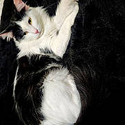 Meeka joined the competition — help win amazing prizes! cat, black_and_white, fluffy, pet, animal, feline, lying_down, relaxed, indoor, blanket, fur, whiskers, paw, curious, resting, cozy, cute, domestic, soft, sleepy