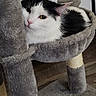 Meeka joined the competition — help win amazing prizes! cat, black_and_white_cat, cat_tree, pet, feline, indoor, cozy, perch, fur, whiskers, ears, animal, resting, cute, domestic_cat, closeup, curious, soft, household, relaxed