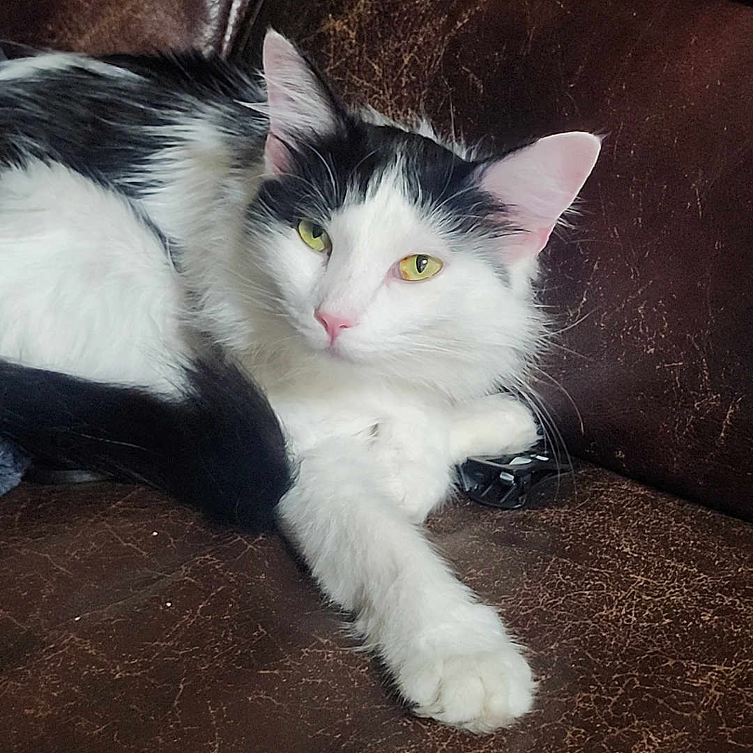 Meeka