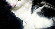 Meeka joined the competition — help win amazing prizes! animal, bedroom, black_and_white, blanket, cat, companion, cozy, cute, domestic_cat, feline, fur, household, indoor, pet, pink_nose, relaxed, resting, sleepy, soft, whiskers