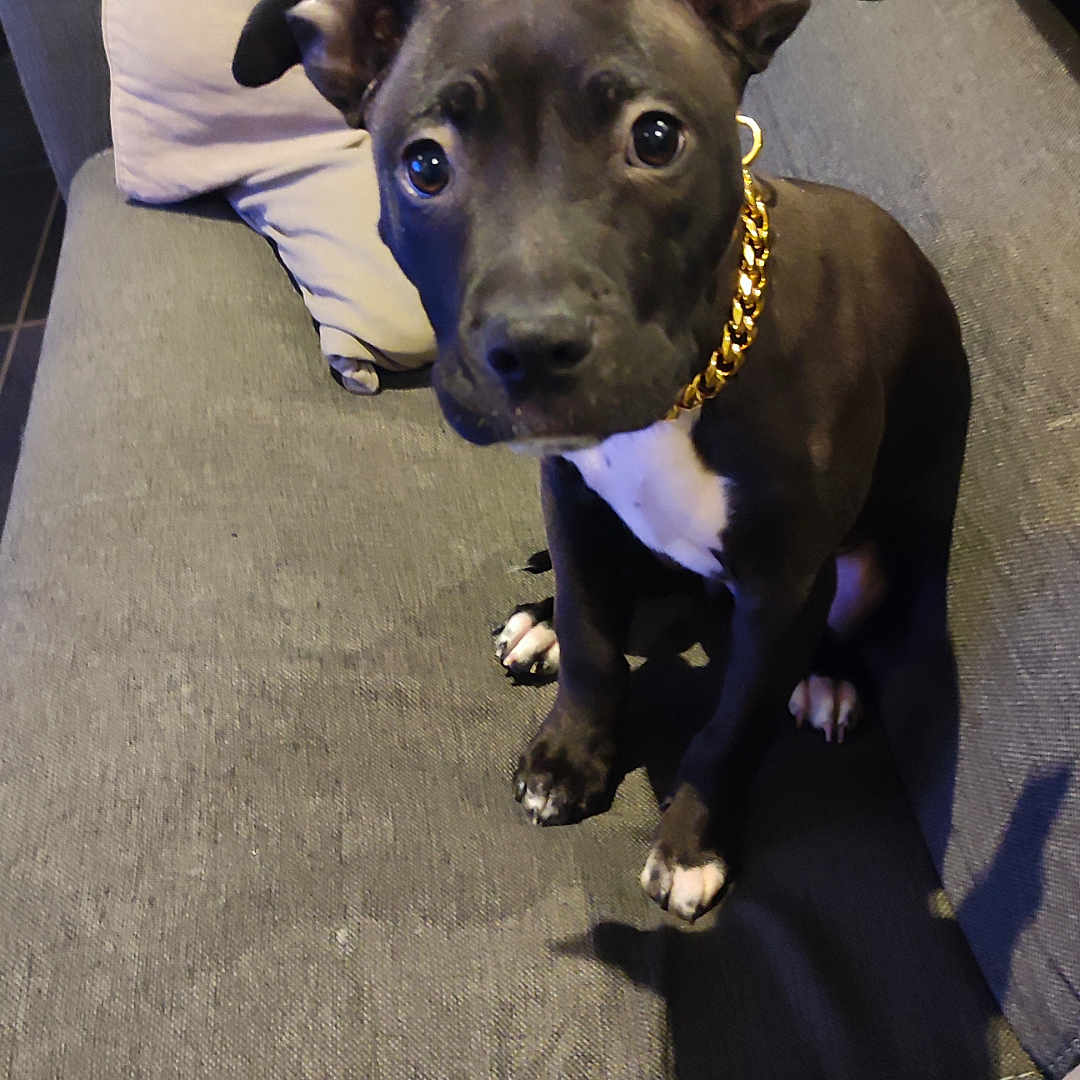Vaïana a rejoint le concours — aidez-le/la à gagner de superbes lots ! accessories, animal, architecture, building, bulldog, canine, couch, cushion, dog, furniture, homedecor, hound, indoors, labradorretriever, linen, person, pet, pitbull, puppy, strap
