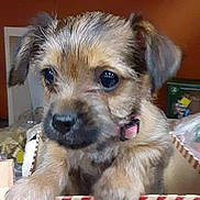 Ruby joined the competition — help win amazing prizes! background, big_eyes, black_nose, box, brown_fur, cardboard_box, close_up, collar, cute, dog, head, indoor, paws, pet, portrait, puppy, small, striped_pattern, whiskers, young