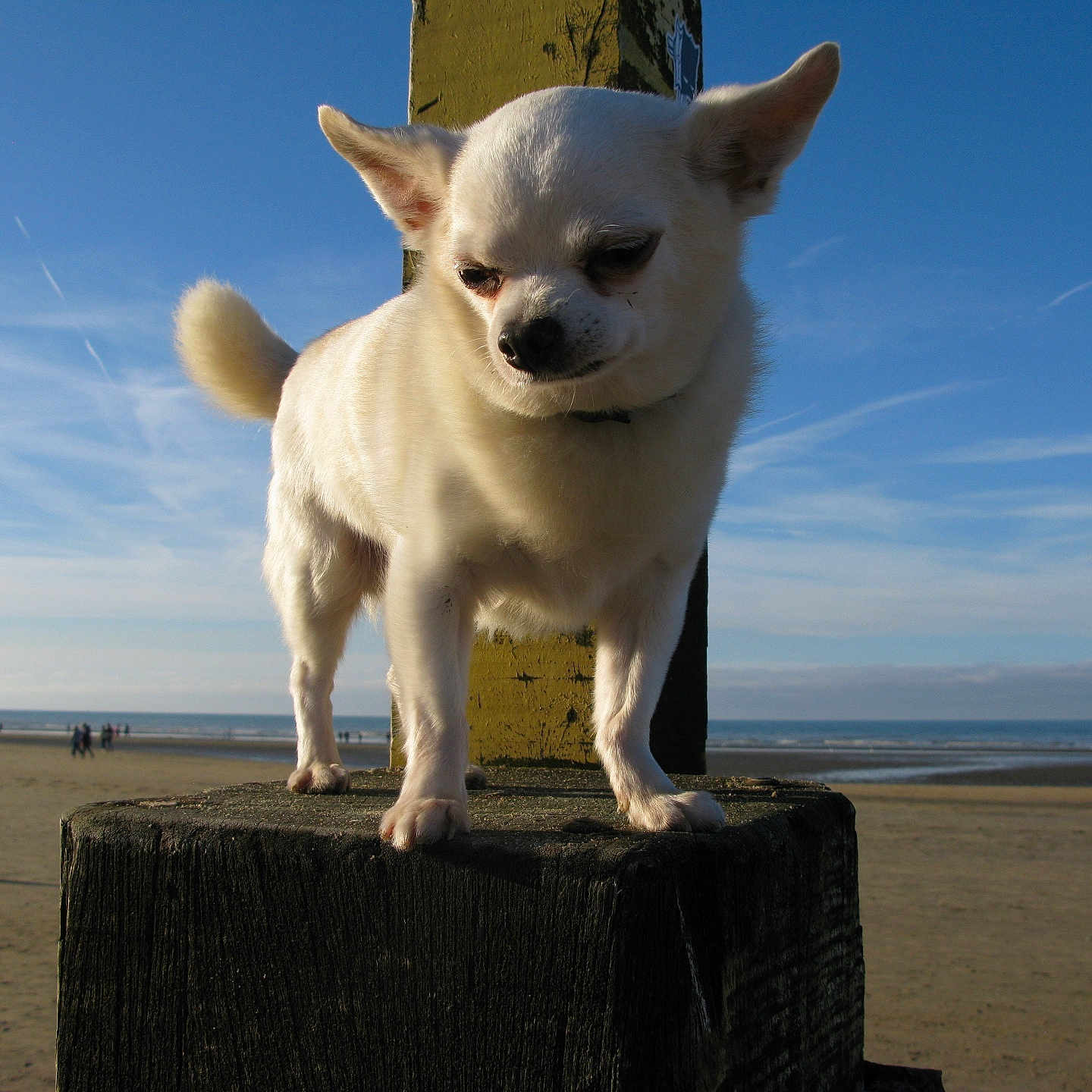 Leica participe au concours pour gagner de l'argent avec cette photo : animal, beach, calm, chihuahua, coast, daytime, dog, nature, ocean, outdoor, pet, quiet, sand, sky, small_dog, standing, sunlight, vacation, white_dog, wooden_post