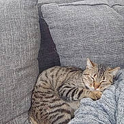 Kiwi participe au concours pour gagner de l'argent avec cette photo : abyssinian, animal, architecture, armchair, blanket, cat, chair, couch, cushion, egyptiancat, furniture, homedecor, indoors, kitten, linen, manx, person, pet, pillow, sleeping