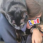 Lola participe au concours pour gagner de l'argent avec cette photo : black_cat, cat, pet, animal, feline, yellow_eyes, whiskers, sitting, lap, person, hair, hand, wristwatch, bracelet, pink_nails, indoor, couch, fabric, portrait, text_overlay
