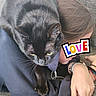 black_cat, cat, pet, animal, feline, yellow_eyes, whiskers, sitting, lap, person, hair, hand, wristwatch, bracelet, pink_nails, indoor, couch, fabric, portrait, text_overlay
