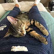 Nacho participe au concours pour gagner de l'argent avec cette photo : bed, cat, cat_like_mammal, domestic_short_haired_cat, european_shorthair, fur, kitten, nap, paw, sleep, small_to_medium_sized_cats, tabby_cat, whiskers