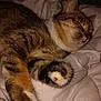 Tornade participe au concours pour gagner de l'argent avec cette photo : animal, bed, blanket, cat, closeup, cozy, cute, domestic_cat, feline, fur, indoor, paw, peaceful, pet, relaxed, resting, sleeping, soft, tabby, whiskers