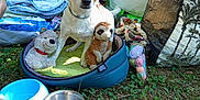 Tornade a rejoint le concours — aidez-le/la à gagner de superbes lots ! dog, stuffed_toy, plush_toy, dog_bed, human_arm, grass, blanket, bag, outdoor, greenery, toy, pet, collar, metal_bowl, plastic_bowl, nature, sunlight, resting, comfort, cushion