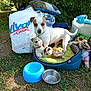 Tornade a rejoint le concours — aidez-le/la à gagner de superbes lots ! dog, stuffed_toys, dog_bed, blue_bowl, metal_bowl, grass, leaves, outdoor, sunlight, pillow, blanket, bag, rope_toy, yarn_balls, nature, pet, animal, white_dog, brown_patches, garden