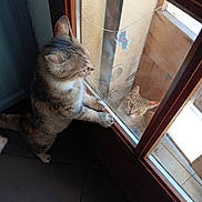 Tornade a rejoint le concours — aidez-le/la à gagner de superbes lots ! animal, cat, curious, daylight, door, face, fur, glass, green_eyes, indoor, looking, outdoor, paw, pet, reflection, standing, tile_floor, whiskers, window, wooden_frame