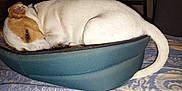 Rebelle participe au concours pour gagner de l'argent avec cette photo : dog, pet_bed, sleeping, indoor, resting, white_fur, brown_patch, tail, blanket, fabric, cozy, furniture, home, animal, mammal, cute, relaxed, domestic, bed, patterned