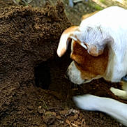 Rebelle a rejoint le concours — aidez-le/la à gagner de superbes lots ! dog, brown, white, fur, soil, dirt, hole, outdoor, grass, animal, digging, nose, curious, sniffing, paw, earth, nature, daylight, pet, closeup