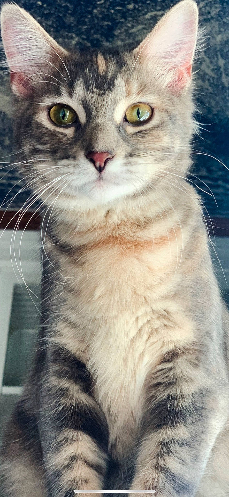 Oogie Boogie joined the competition — help win amazing prizes! carnivore, cat, claw, domestic_short_haired_cat, event, felidae, fur, paw, photography, small_to_medium_sized_cats, tail, terrestrial_animal, whiskers, window