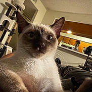 Juicy is registered to the contest to win money with this photo: animal, blue_eyes, cat, cat_tree, close_up, cute, domestic, ears, face, feline, fur, furniture, indoor, kitchen, living_room, pet, portrait, relaxing, siamese_cat, whiskers