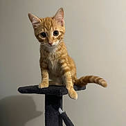 Cokkie a rejoint le concours — aidez-le/la à gagner de superbes lots ! animal, background, cat, cat_tree, curious, cute, domestic_cat, ears, feline, indoor, kitten, looking, orange_tabby, paw, perched, pet, tail, wall, whiskers, young
