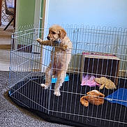 Inches joined the competition — help win amazing prizes! animal, blanket, cardboard_box, carpet, cozy, curious, dog, doorway, furniture, golden, home, indoor, metal_fence, pet, playpen, puppy, room, standing, toy, young