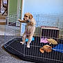 animal, blanket, cardboard_box, carpet, cozy, curious, dog, doorway, furniture, golden, home, indoor, metal_fence, pet, playpen, puppy, room, standing, toy, young