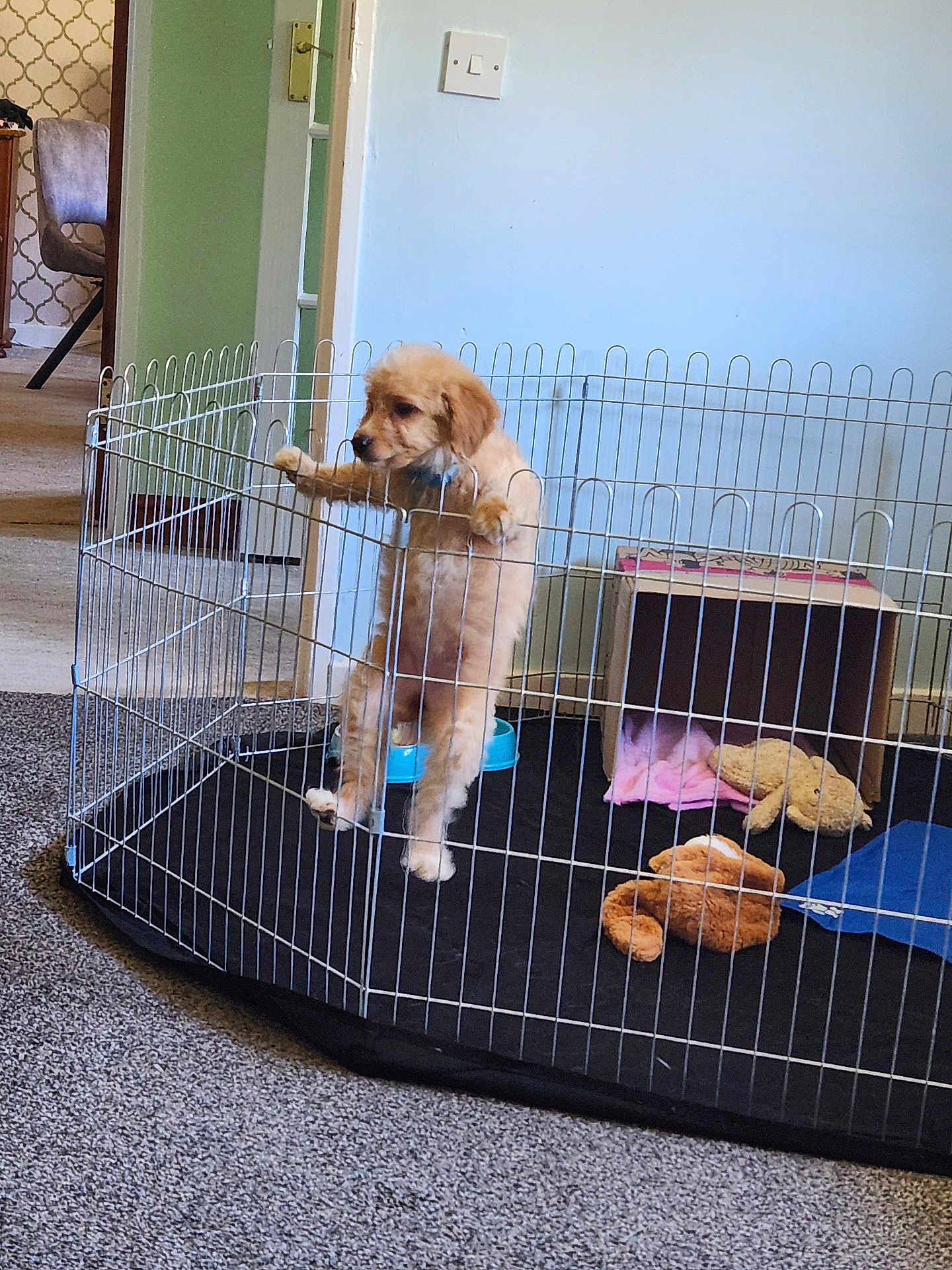 Inches joined the competition — help win amazing prizes! animal, blanket, cardboard_box, carpet, cozy, curious, dog, doorway, furniture, golden, home, indoor, metal_fence, pet, playpen, puppy, room, standing, toy, young