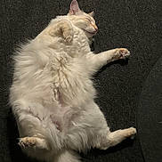 Bowie joined the competition — help win amazing prizes! cat, fluffy, white, sleeping, relaxed, carpet, indoor, pet, feline, cute, paw, tail, fur, cozy, resting, animal, mammal, whiskers, peaceful, nap