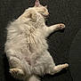 cat, fluffy, white, sleeping, relaxed, carpet, indoor, pet, feline, cute, paw, tail, fur, cozy, resting, animal, mammal, whiskers, peaceful, nap