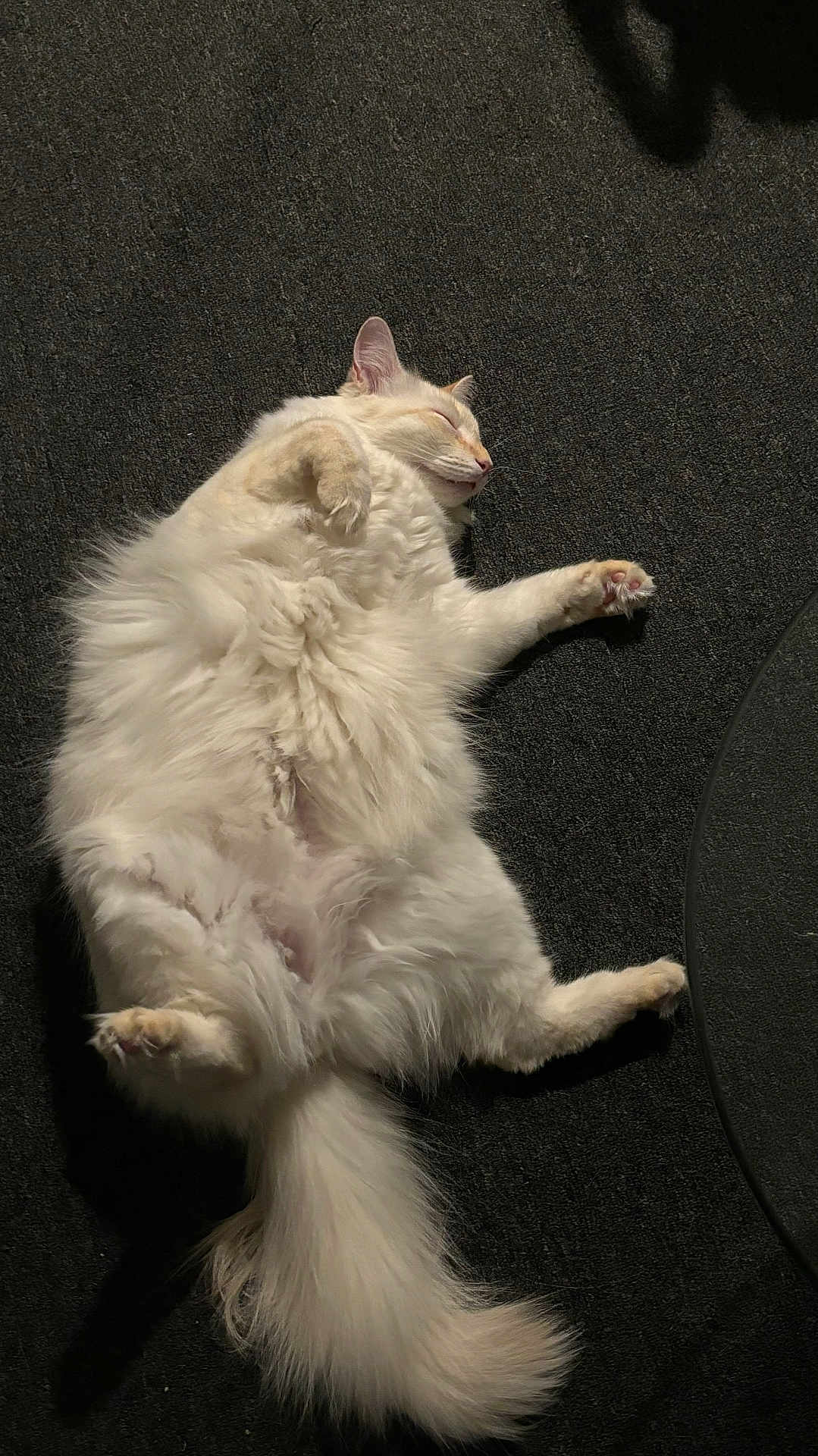 Bowie joined the competition — help win amazing prizes! cat, fluffy, white, sleeping, relaxed, carpet, indoor, pet, feline, cute, paw, tail, fur, cozy, resting, animal, mammal, whiskers, peaceful, nap