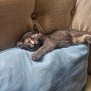 Luna is registered to the contest to win money with this photo: animal, beige_chair, blue_pillow, calm, cozy, cute, domestic_cat, face, feline, fur, indoor, kitten, paw, pet, relaxation, resting, sleeping, small, soft_texture, whiskers