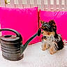 animal, background, colorful, cozy, cute, dog, domestic_animal, fence, fluffy, fur, garden_accessory, household_item, outdoor, pet, pink_cushion, resting, side_view, small_dog, watering_can, white_surface
