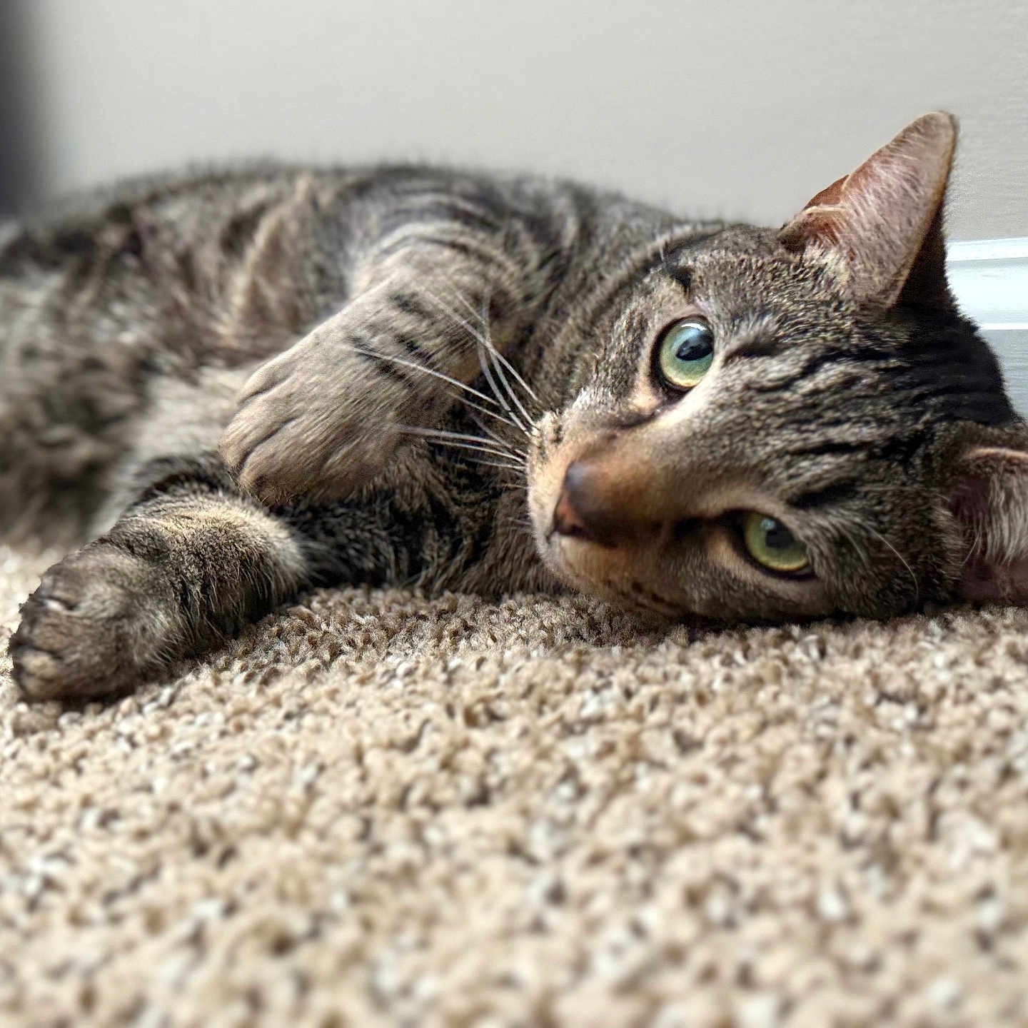 Coach is registered to the contest to win money with this photo: abyssinian, animal, cat, couch, egyptiancat, electronics, furniture, hardware, hardwood, kitten, manx, pebble, person, pet, sleeping, wood