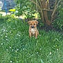 Freddy participe au concours pour gagner de l'argent avec cette photo : puppy, dog, grass, flowers, greenery, outdoor, nature, garden, leafy, small_dog, brown_dog, cute, animal, pet, young_dog, plant, summer, sunlight, sitting, backyard