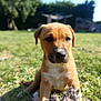 Freddy a rejoint le concours — aidez-le/la à gagner de superbes lots ! puppy, dog, grass, outdoor, toy, rope_toy, pet, animal, young, brown, cute, sunlight, nature, playful, garden, summer, domestic_animal, young_dog, mammal, canine