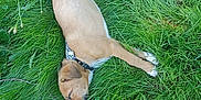 Freddy participe au concours pour gagner de l'argent avec cette photo : dog, sleeping, grass, outdoor, nature, pet, canine, collar, resting, animal, greenery, summer, relaxation, fur, paw, side_view, peaceful, quiet, daytime, mammal