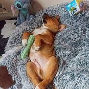 Freddy participe au concours pour gagner de l'argent avec cette photo : puppy, dog, sleeping, toy, chew_toy, plush_toy, stitch, blanket, fluffy, cozy, indoor, cute, relaxed, brown_dog, white_paws, resting, floor, stuffed_animal, pet, nap