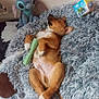 puppy, dog, sleeping, toy, chew_toy, plush_toy, stitch, blanket, fluffy, cozy, indoor, cute, relaxed, brown_dog, white_paws, resting, floor, stuffed_animal, pet, nap