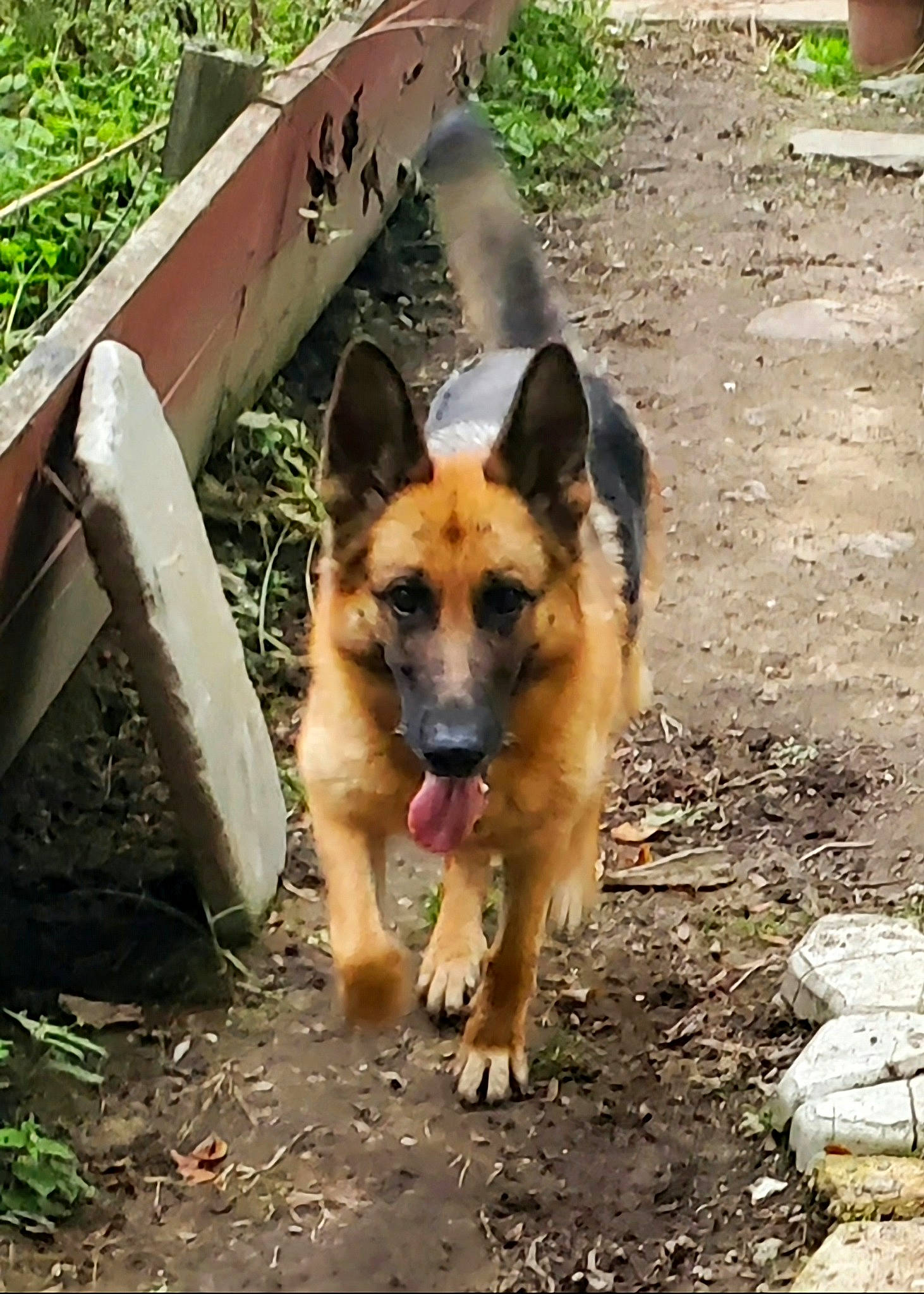 Vlanka joined the competition — help win amazing prizes! canidae, carnivore, companion_dog, dog, dog_breed, east_european_shepherd, fawn, german_shepherd_dog, herding_dog, king_shepherd, old_german_shepherd_dog, plant, sporting_group, terrestrial_animal, working_dog