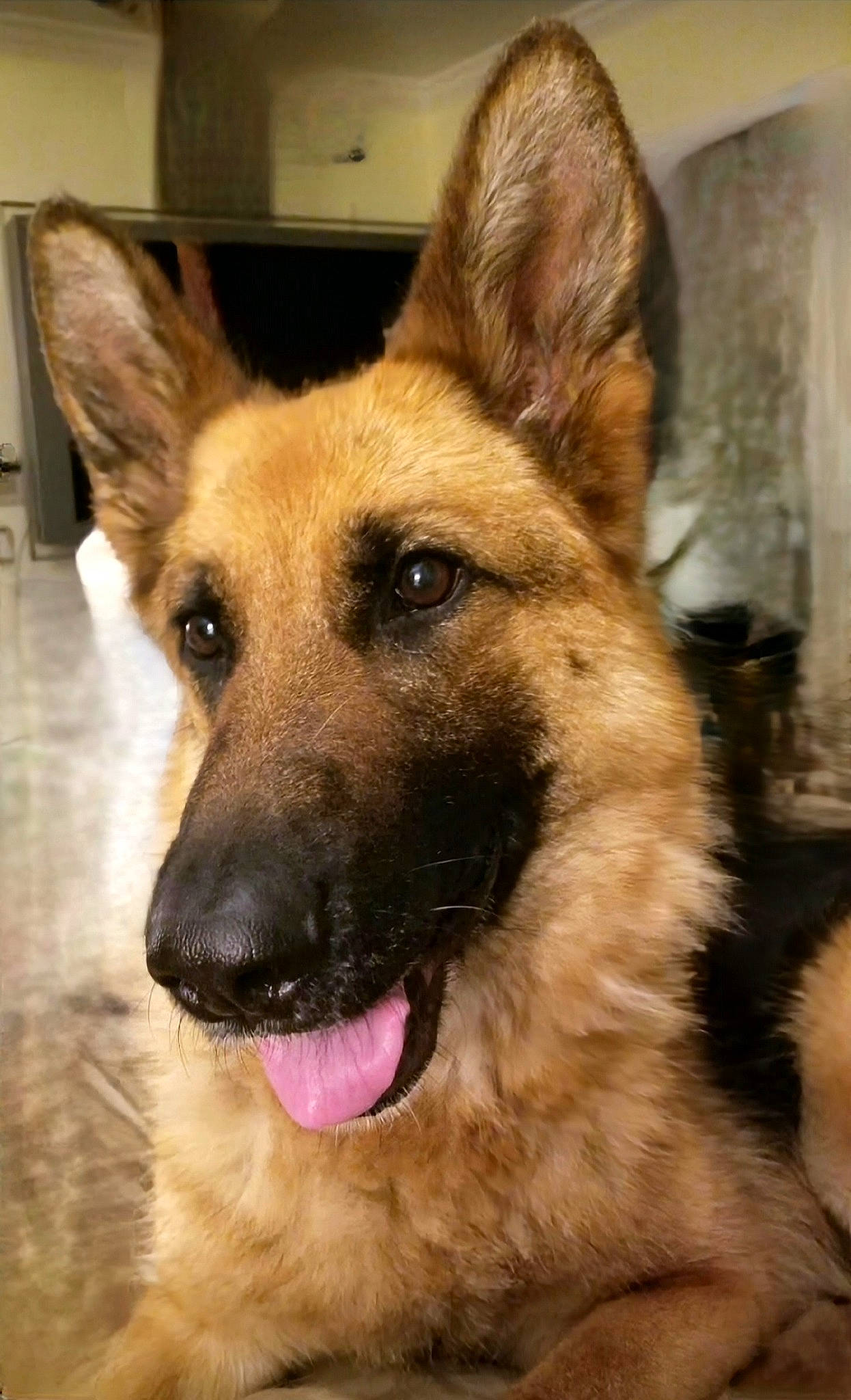 Vlanka joined the competition — help win amazing prizes! belgian_shepherd_malinois, carnivore, companion_dog, dog, dog_breed, east_european_shepherd, eye, fawn, fur, german_shepherd_dog, herding_dog, jaw, king_shepherd, old_german_shepherd_dog, snout, sporting_group, terrestrial_animal, whiskers, working_animal, working_dog