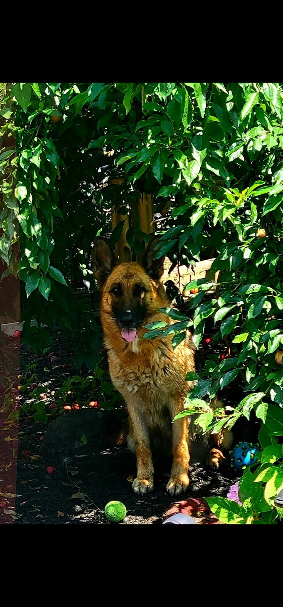 Vlanka is registered to the contest to win money with this photo: art, botany, canidae, carnivore, companion_dog, dog, dog_breed, fawn, palm_tree, plant, shrub, snout, sporting_group, tail, terrestrial_animal, terrestrial_plant, tree, trunk, water_dog, wildlife