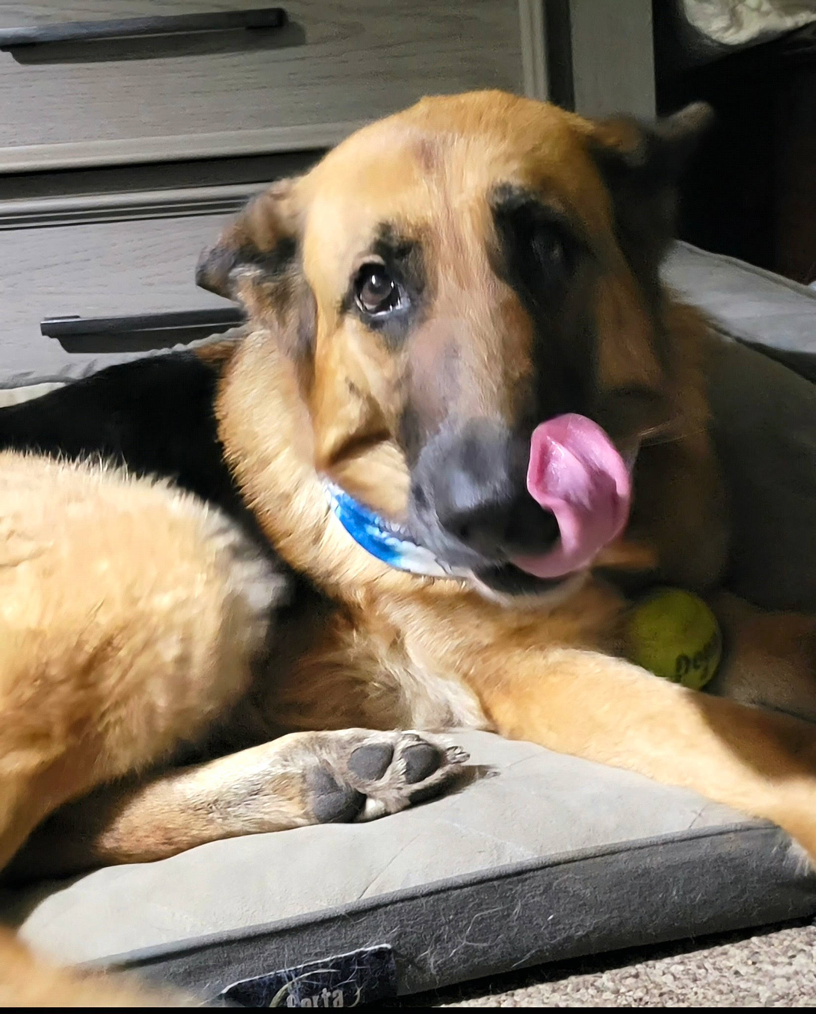 Vlanka joined the competition — help win amazing prizes! canidae, carnivore, comfort, companion_dog, dog, dog_breed, dog_supply, fawn, fur, guard_dog, paw, pet_supply, puppy, snout, sporting_group, whiskers, working_dog