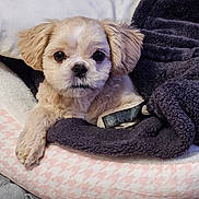 Luna joined the competition — help win amazing prizes! dog, puppy, bed, blanket, cozy, fur, cute, pet, indoor, resting, soft, small_dog, animal, eyes, face, cute_pet, comfort, domestic_animal, fur_texture, relaxing