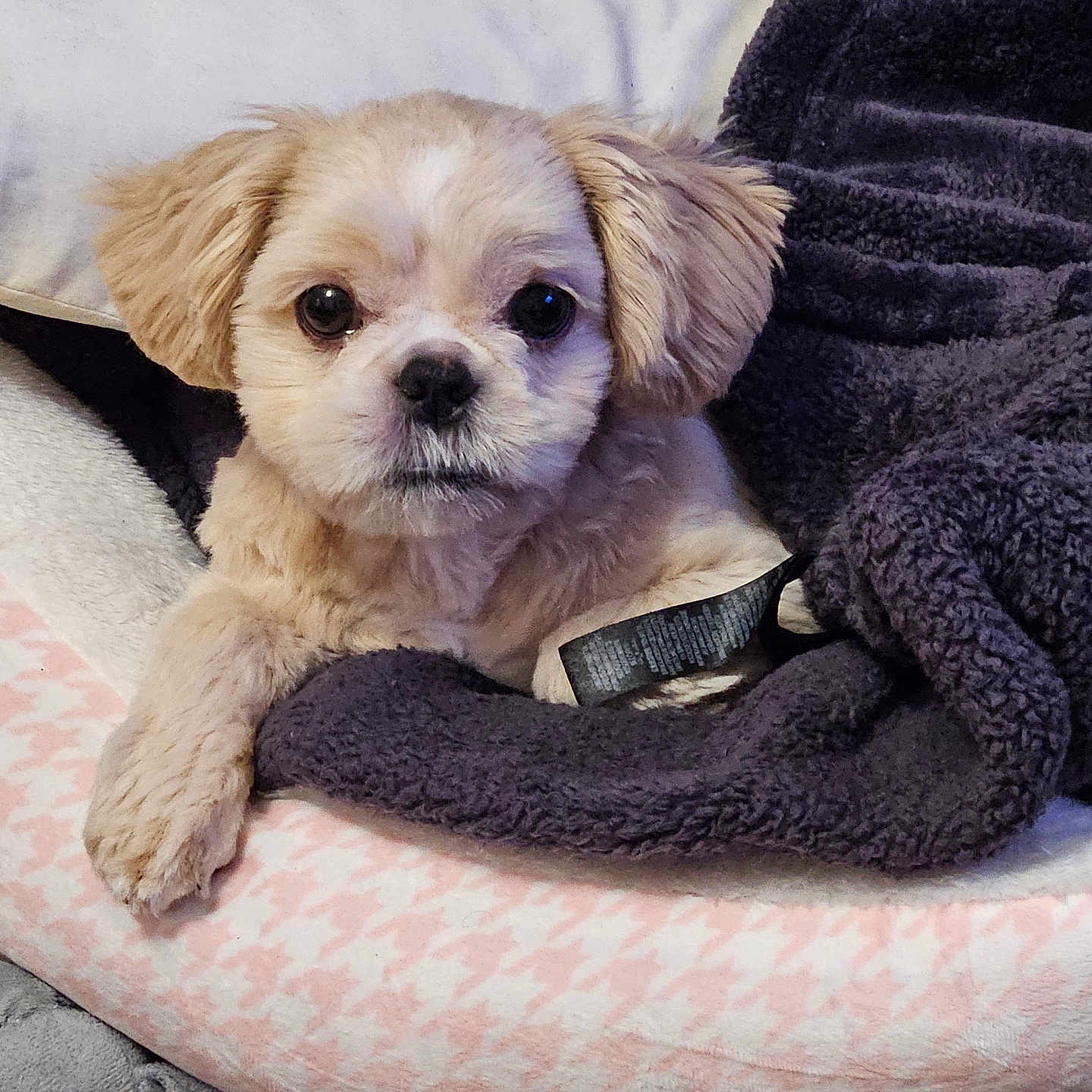 Luna joined the competition — help win amazing prizes! animal, bed, blanket, comfort, cozy, cute, cute_pet, dog, domestic_animal, eyes, face, fur, fur_texture, indoor, pet, puppy, relaxing, resting, small_dog, soft