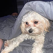 Ocean joined the competition — help win amazing prizes! dog, white_dog, blanket, bed, paws, fur, indoor, sleepy, cozy, curious, pet, cute, resting, animal, domestic, comfort, closeup, soft, relaxed, canine