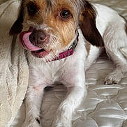 Coco is registered to the contest to win money with this photo: animal, bed, blanket, brown, closeup, collar, cute, dog, domestic_animal, fur, indoor, licking, mammal, paw, pet, relaxed, snout, tongue, whiskers, white